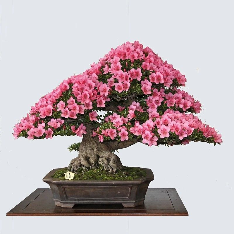 Bonsái de Árbol del Amor (Cercis Siliquastrum)