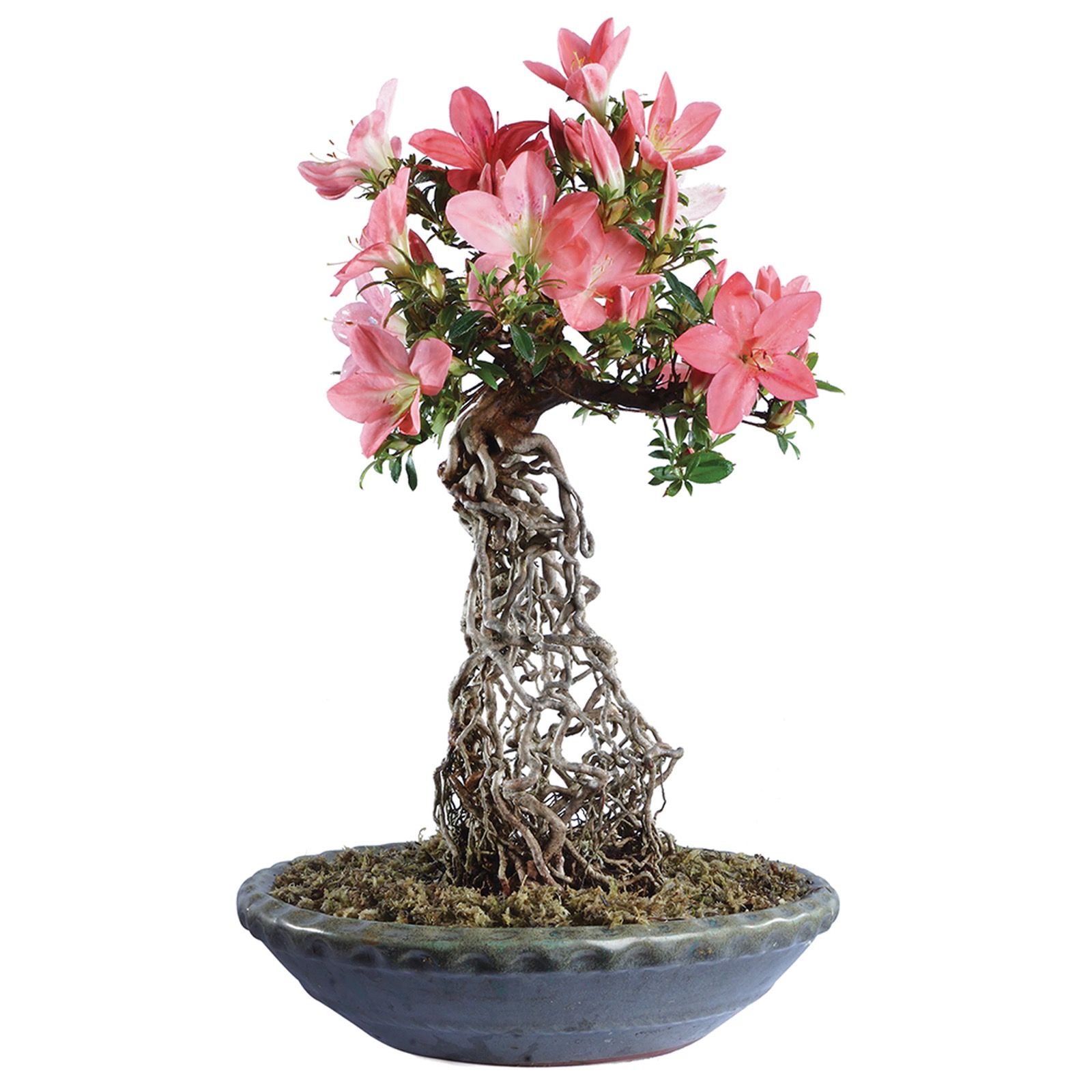 Bonsai de Azalea (Rhododendron)