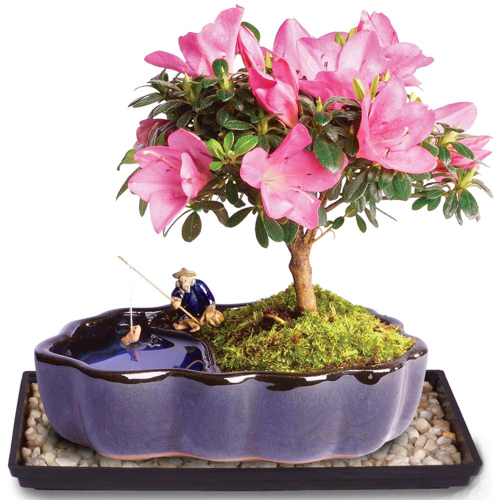 Bonsai de Azalea (Rhododendron)