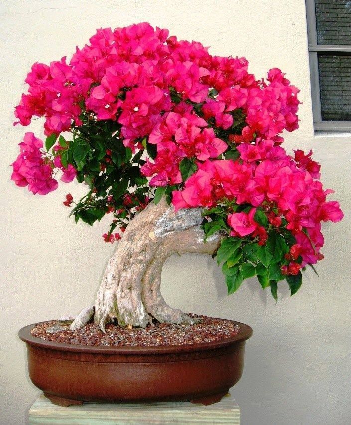 Bonsái De Bougainvillea