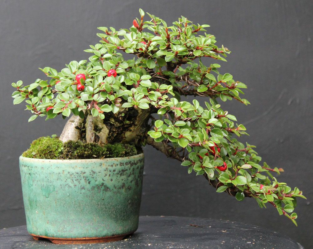 Bonsái de Cotoneaster