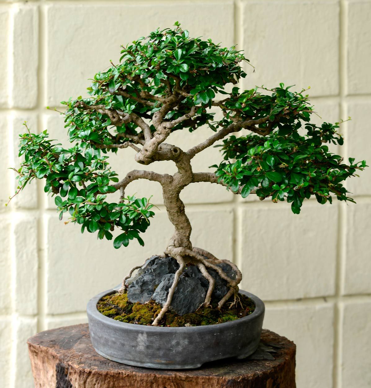 Bonsái de Guayacán