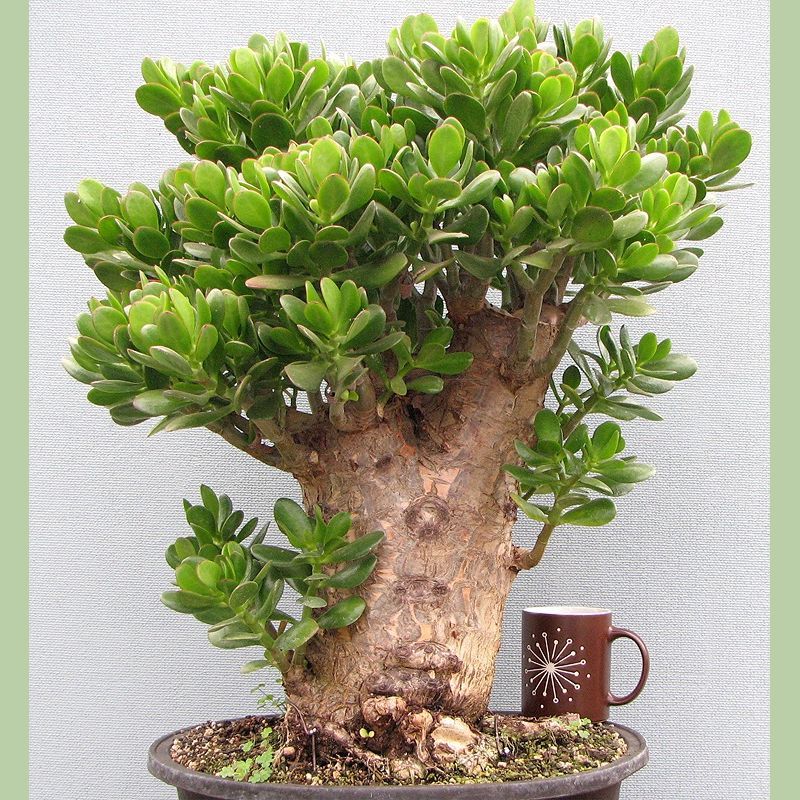 Bonsái de Jade Enano (Portulacaria afra, Crassula Ovata)