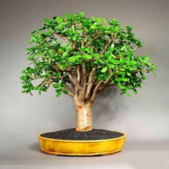 Bonsái de Jade Enano (Portulacaria afra, Crassula Ovata)