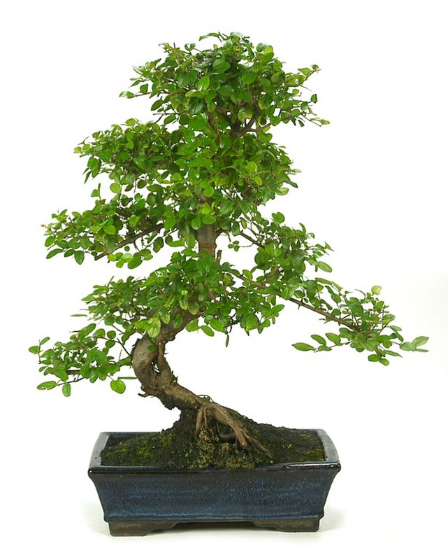 Bonsái de Sageretia Theezans