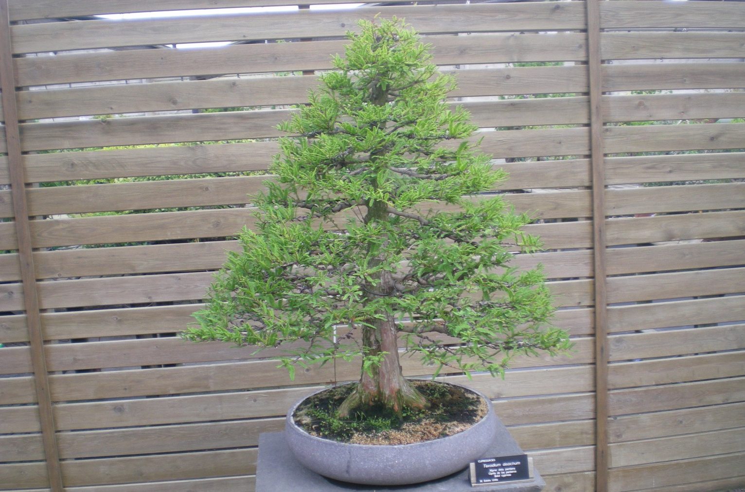 Bonsái de Ciprés (Cupressus Sempervirens)