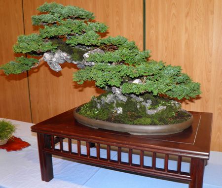 Bonsái de Ciprés Hinoki (Chamaecyparis Obtusa)